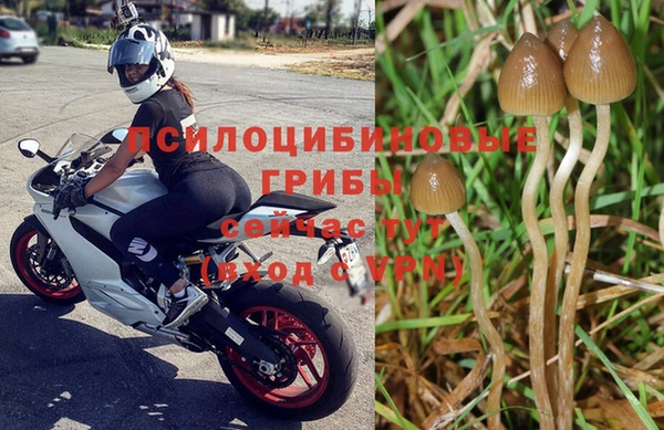 PSILOCYBIN Бугульма